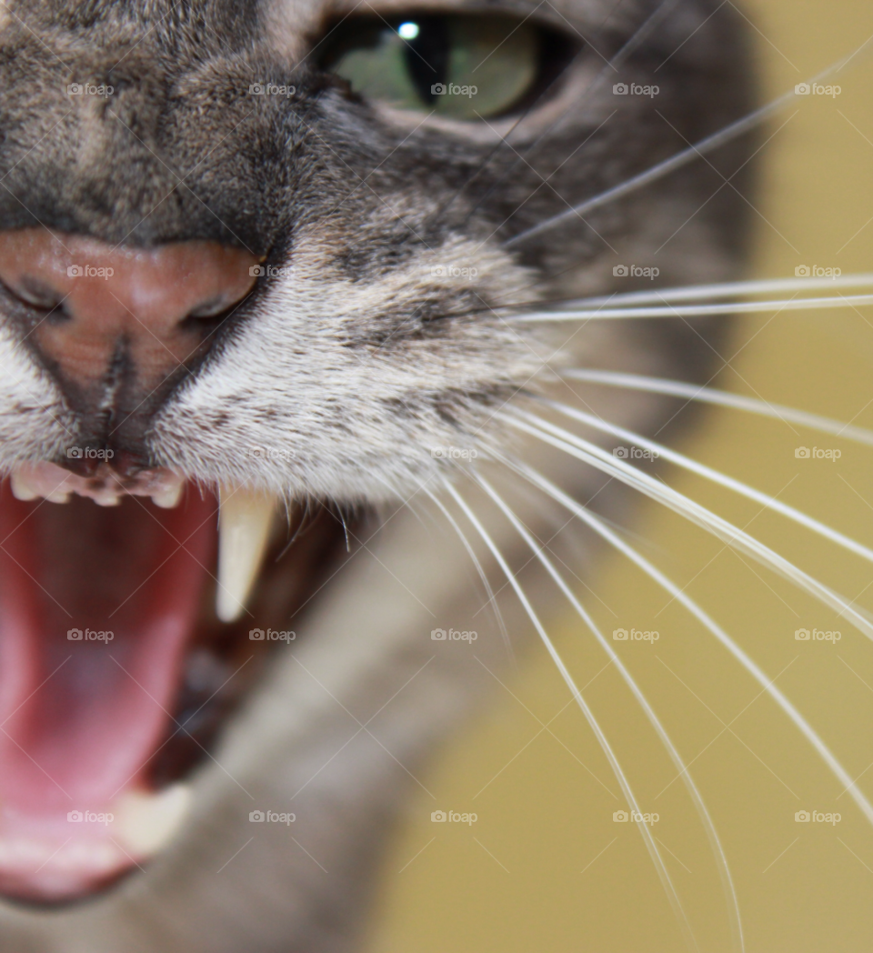 gray teeth cat angry by julia.sylvia1