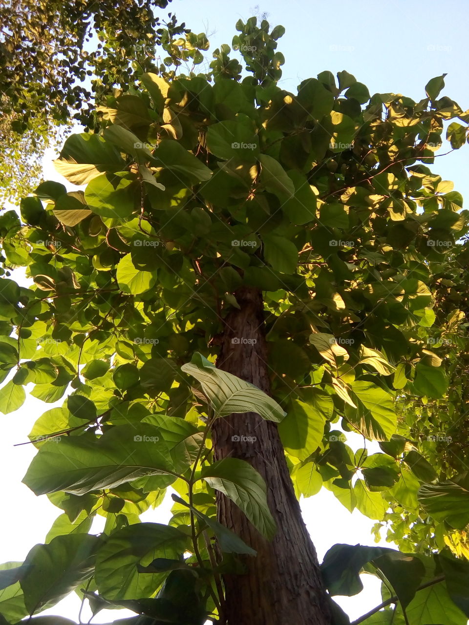 beautiful tree in a garden