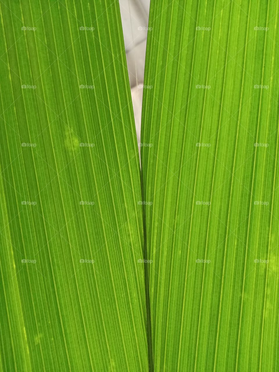 leaves background