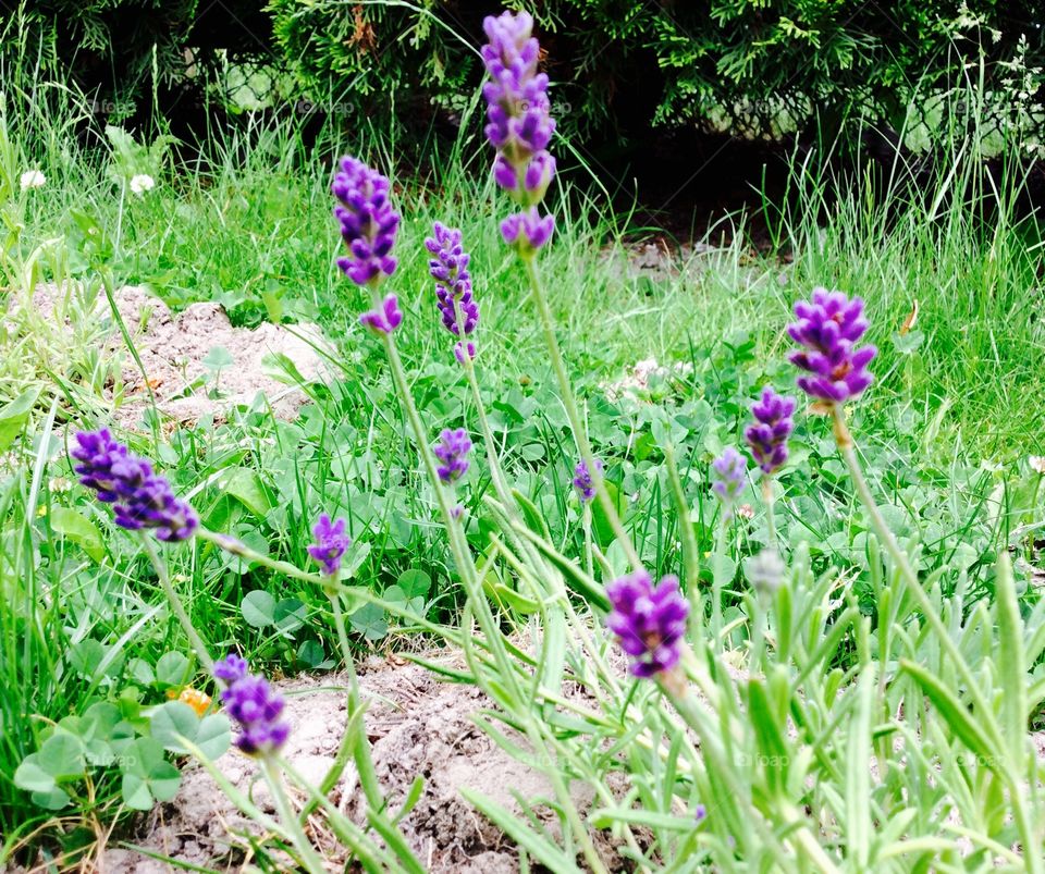 Purple flowers growing no the field