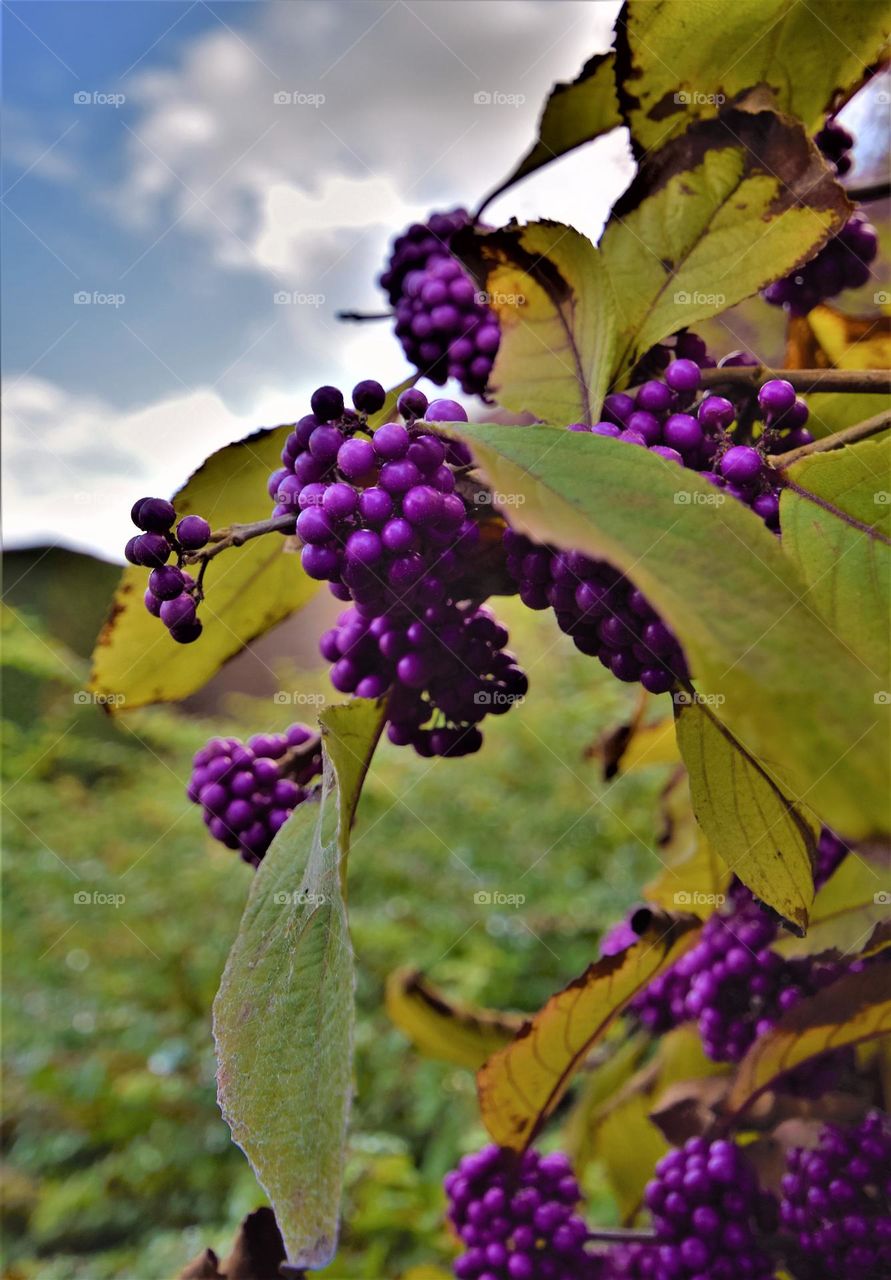 bright purple berries on a plant with green leaves