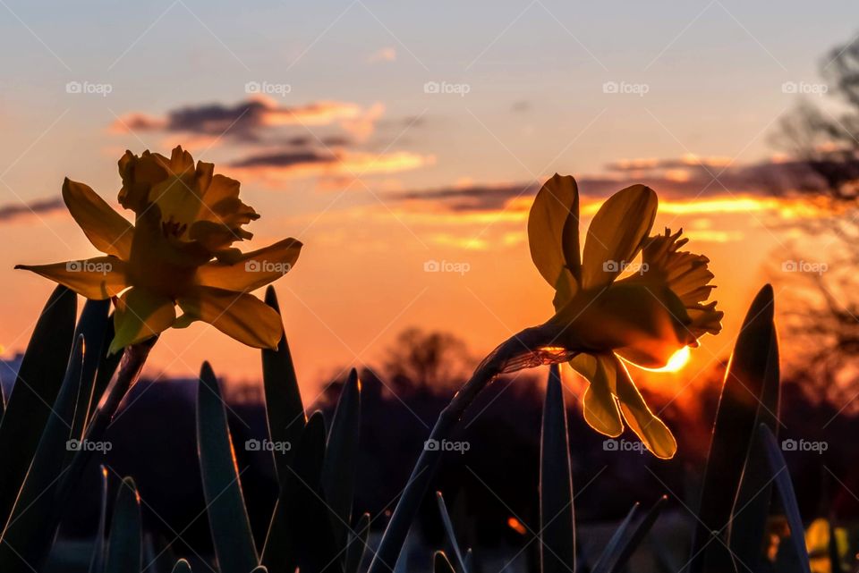 A pair of daffodils and a sunrise. Dorothea Dix Park, Raleigh, North Carolina. 