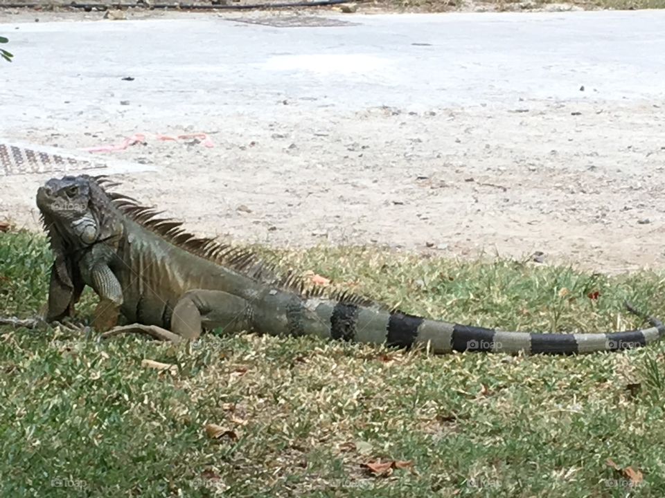 Large iguana in the wild 