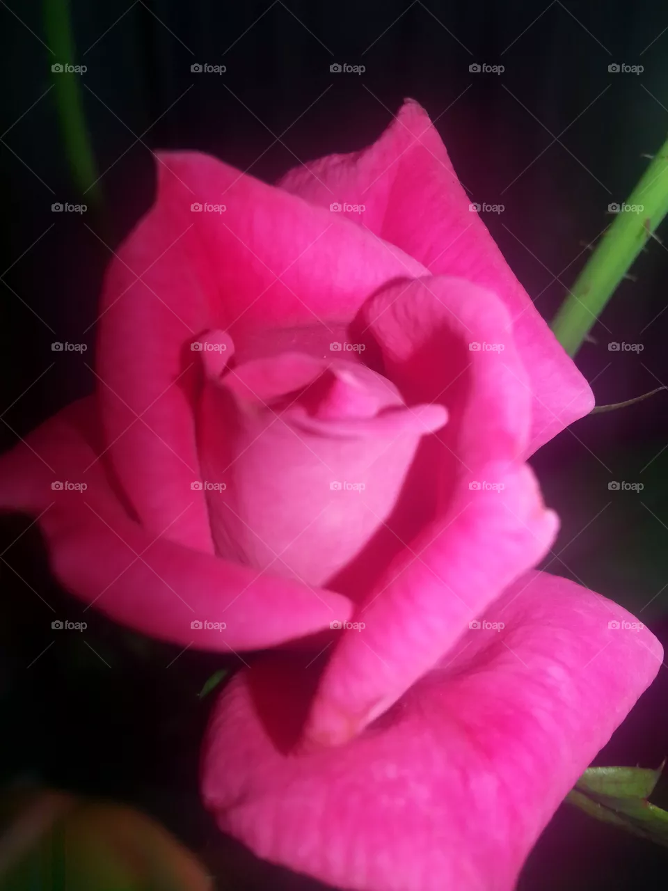 flower