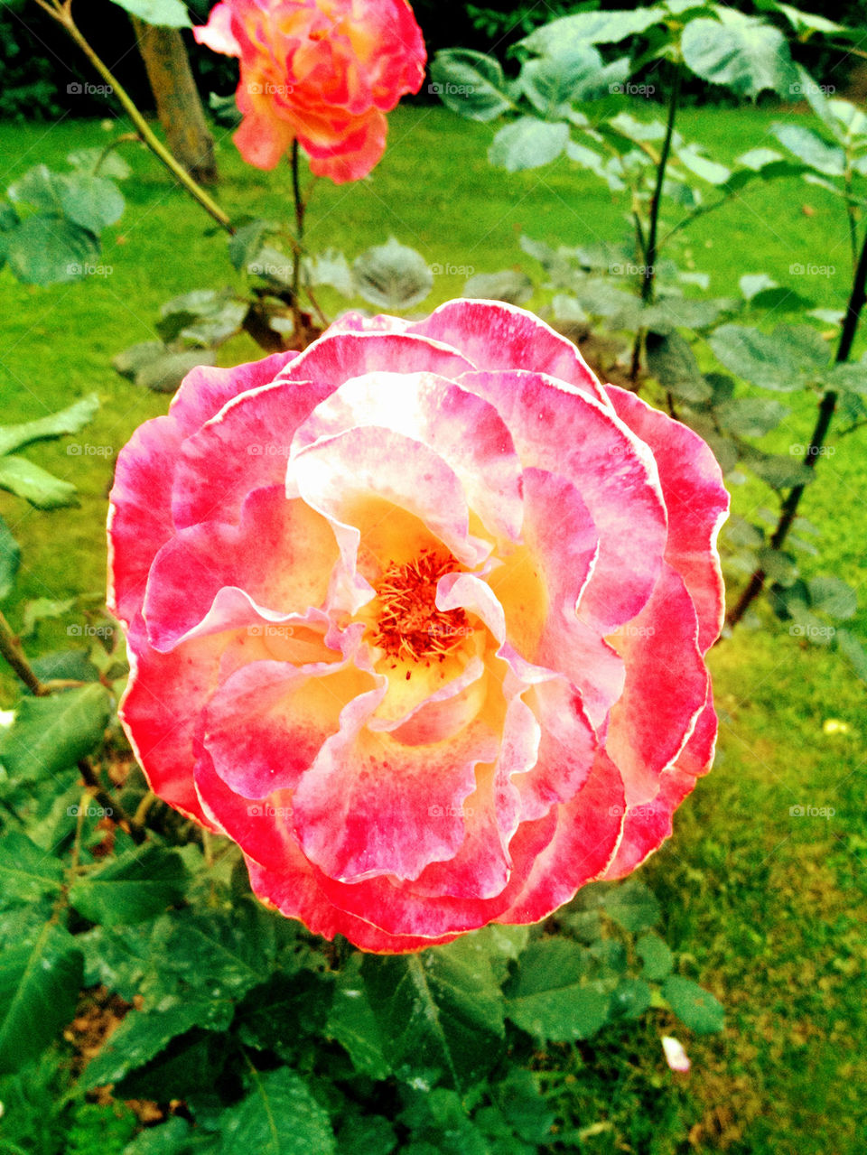 ROSES ARE -USUALLY- RED