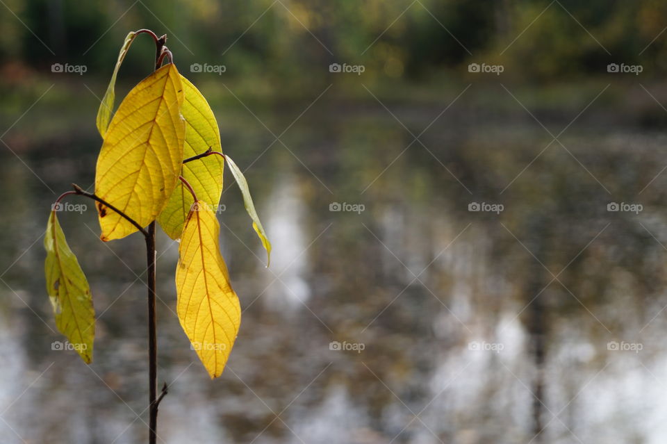 уеllow leaves
