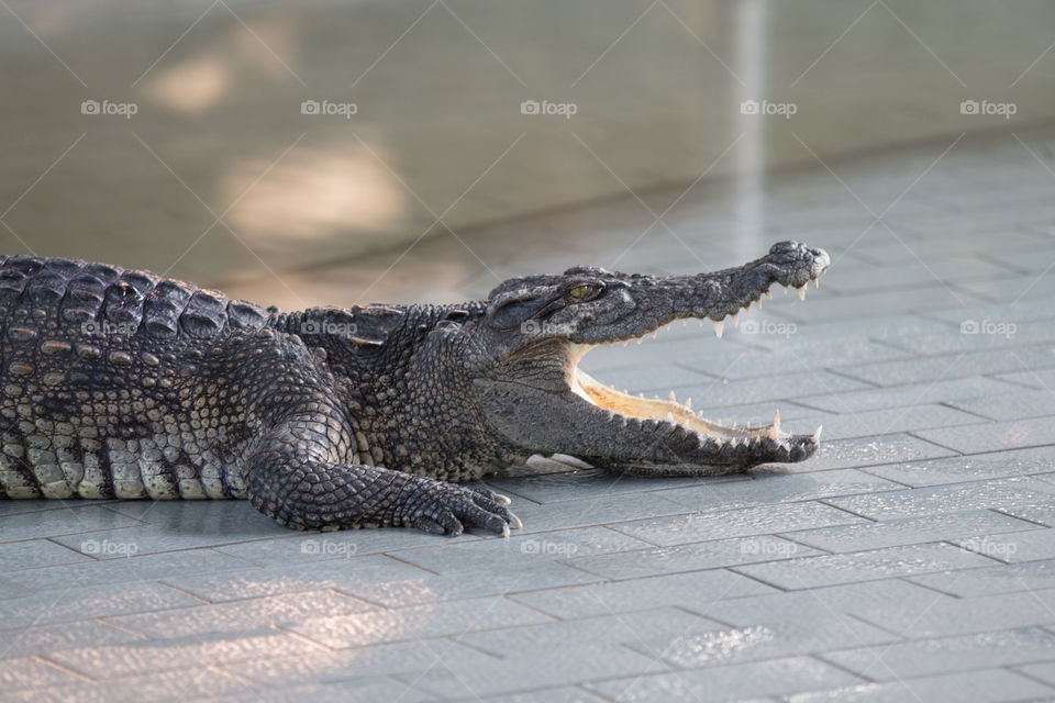 Reptile, Crocodile, Alligator, Danger, Wildlife