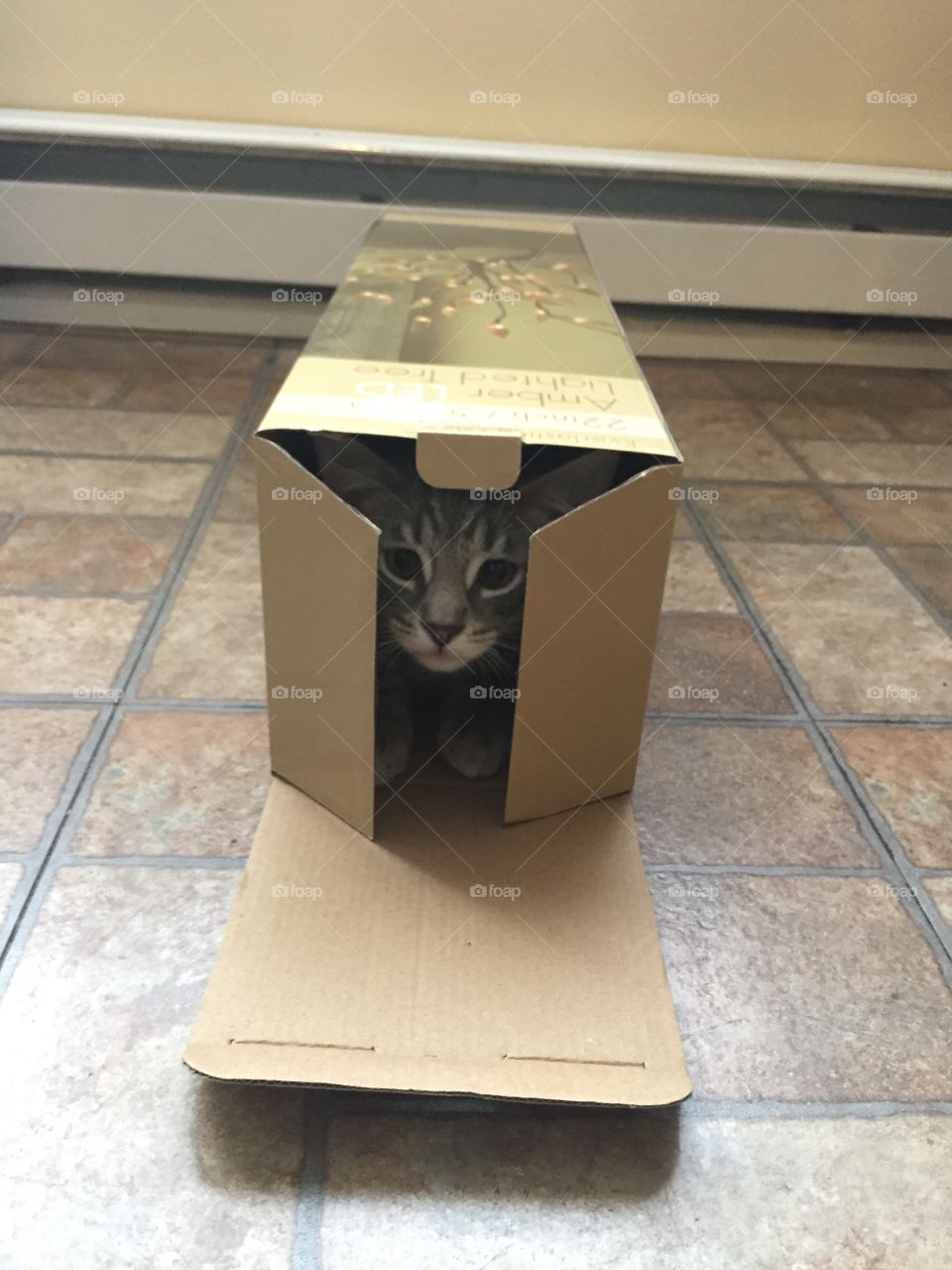 Just a cat in a box. 