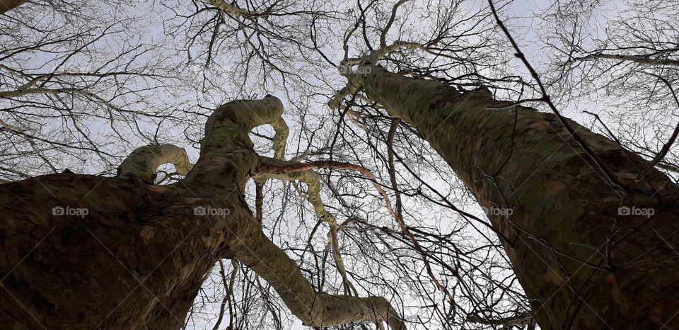 arbre au parc Barbieux