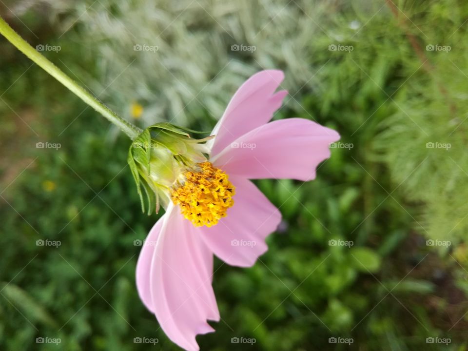Flower in pink color