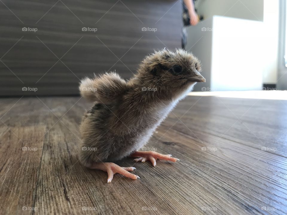 Baby chick 