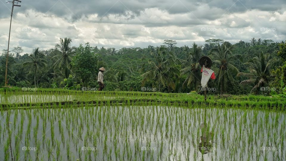 Rice, Paddy, Agriculture, Cropland, Water