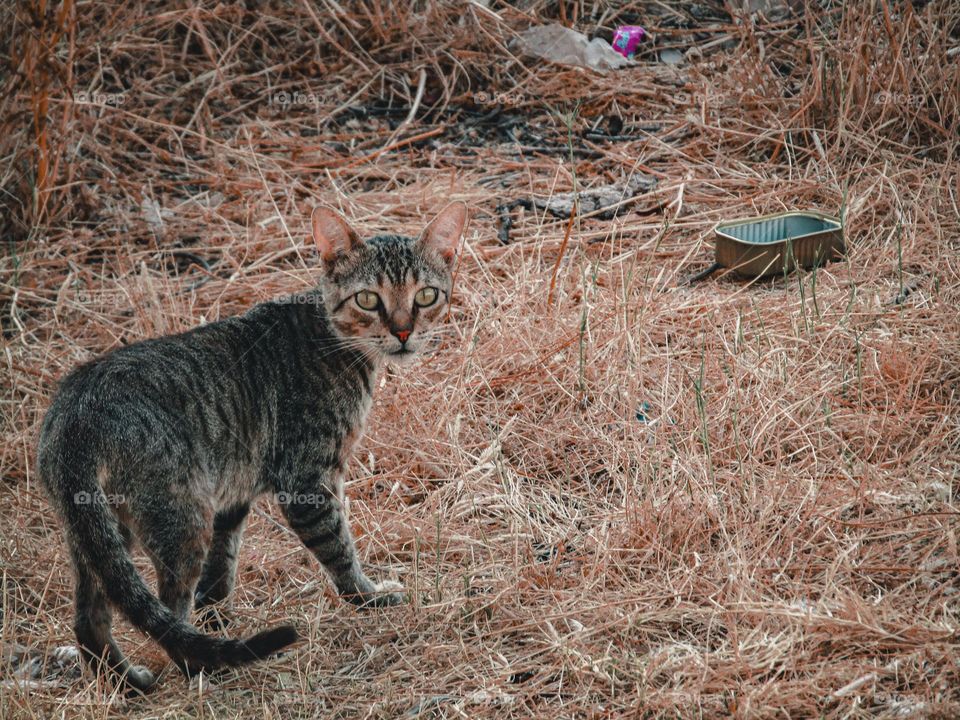 The coolest small cat
