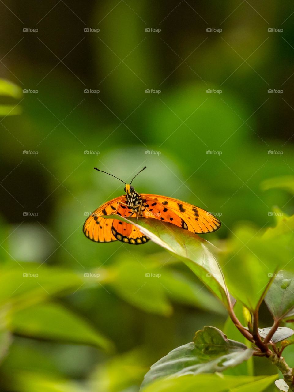 Beautiful Butterfly