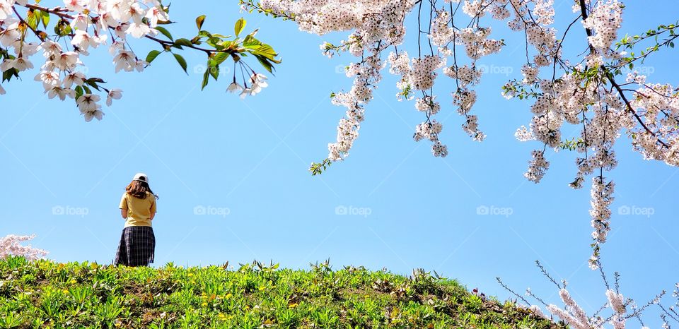 Cherry blossoming