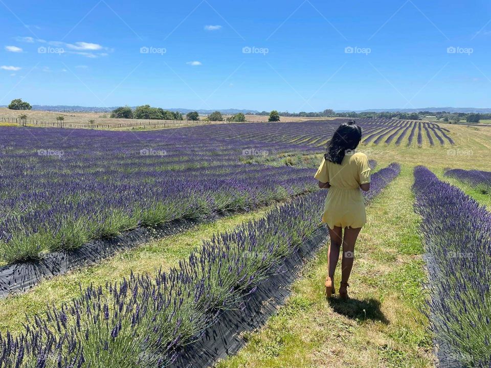 Social distancing in the lavender field