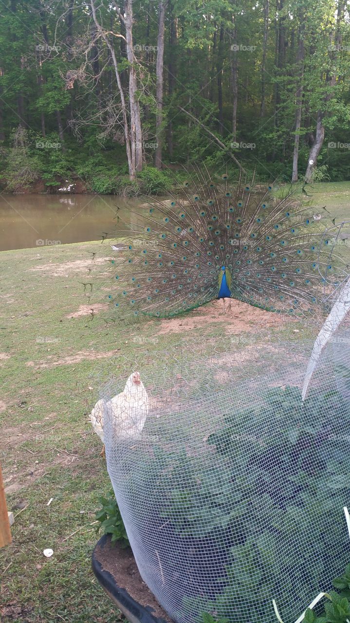 Nature, Water, Tree, Wood, Landscape
