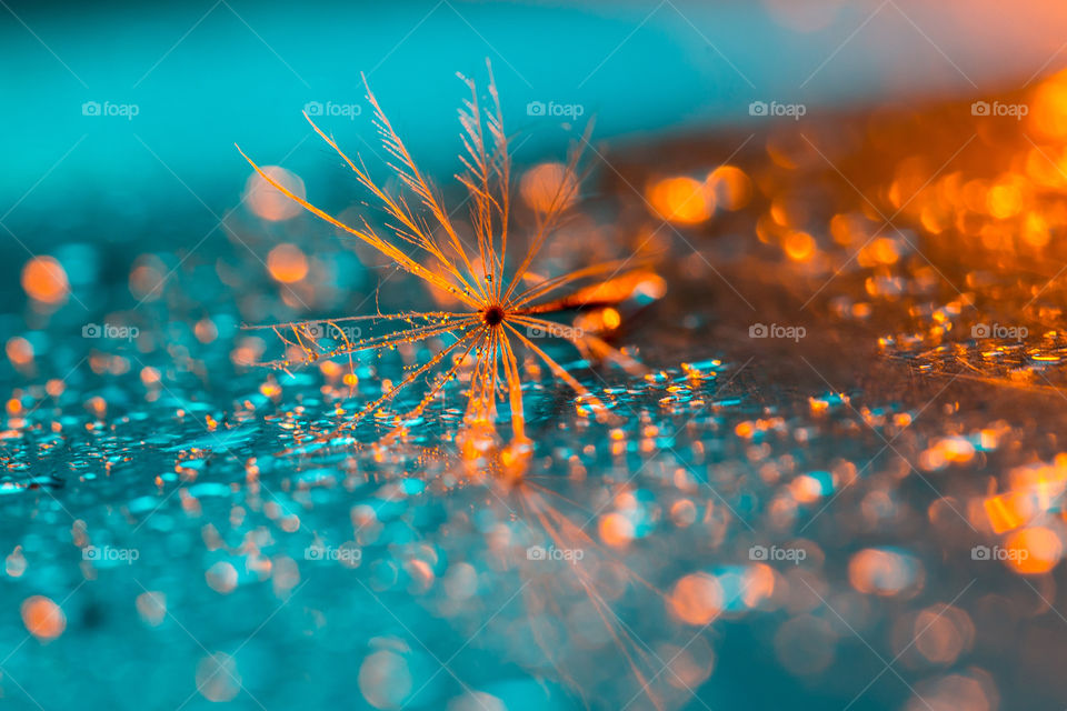 Light! Dandelion seed with rain drops with interesting orange light on blue surface - a close up