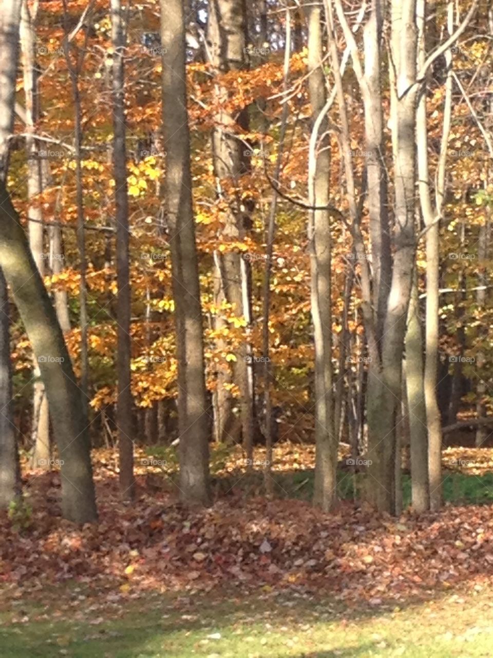 The woods in fall