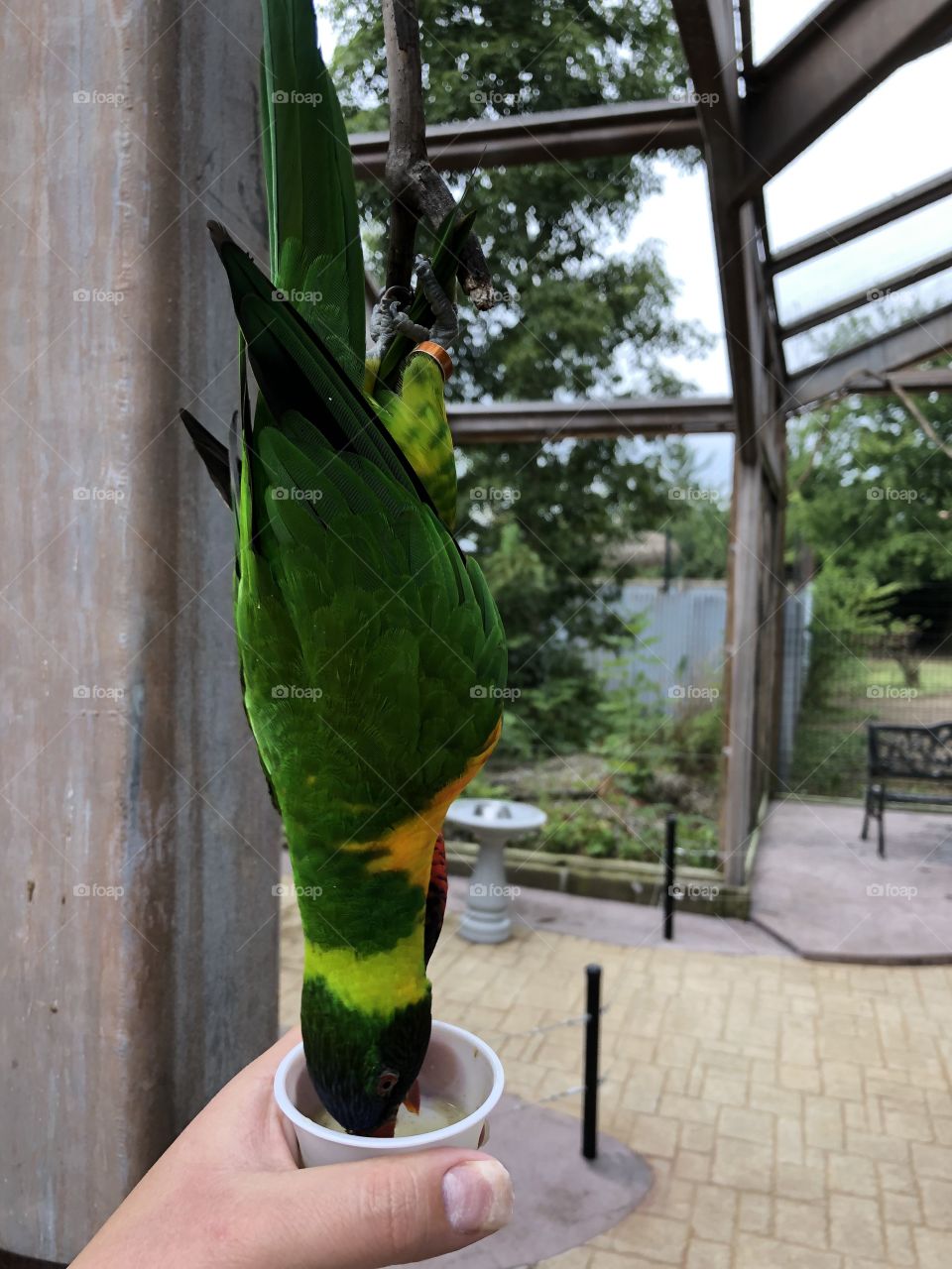 Lorikeet Reaching for some Nectar 