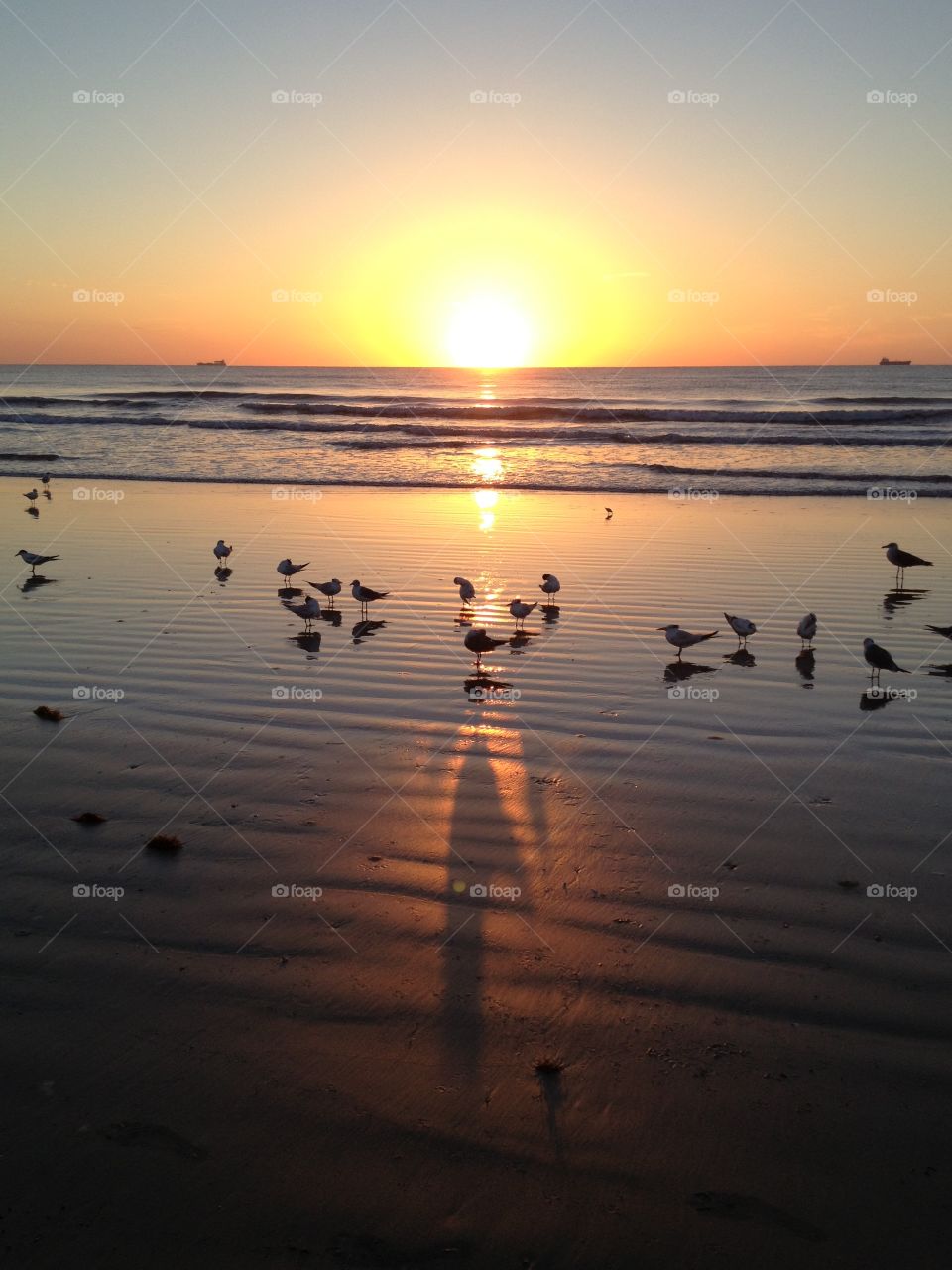 Sunrise on the beach with sea birds 