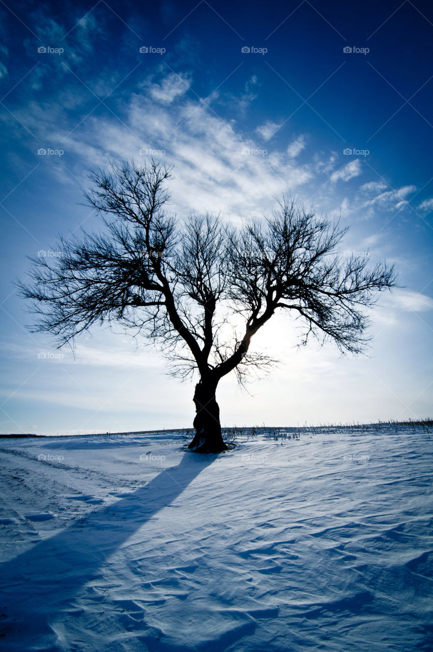 snow winter tree shadow by ovrtn5