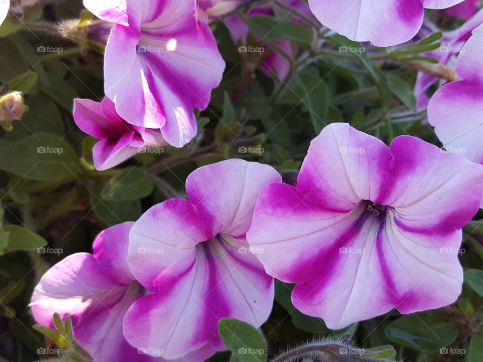 petunias