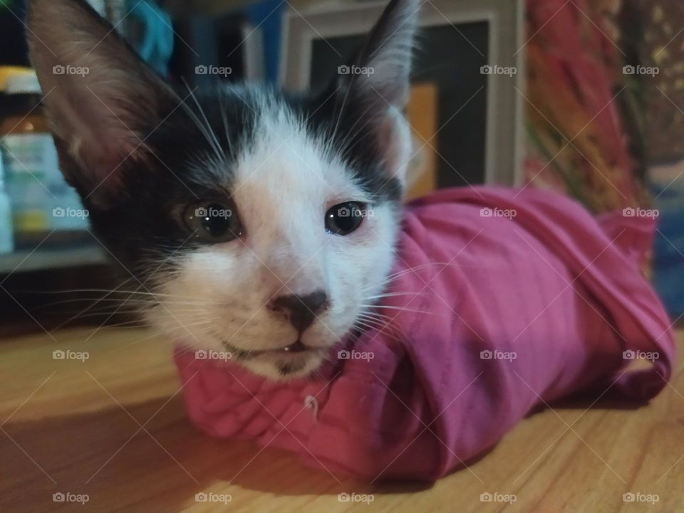 worm cookie 😂😺😍❤️