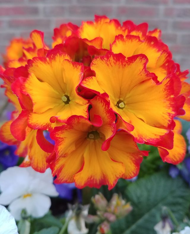 Orange rot blume Frühling
