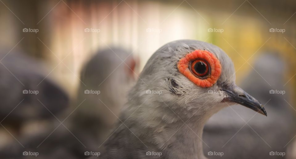 bird.. red eyes..