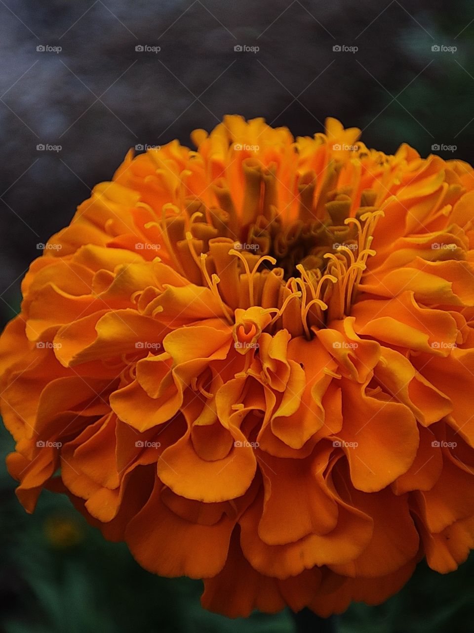 orange flower