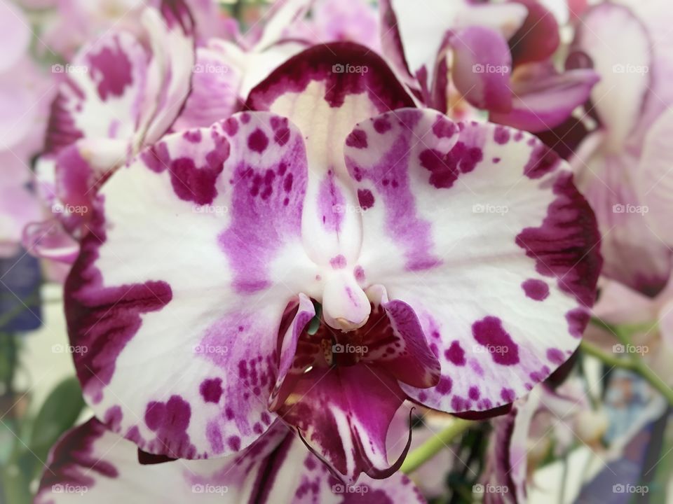 Orchid 