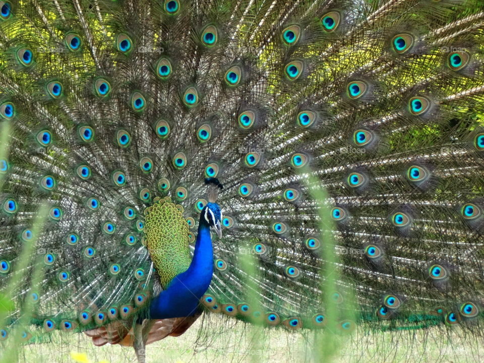 Peacock
