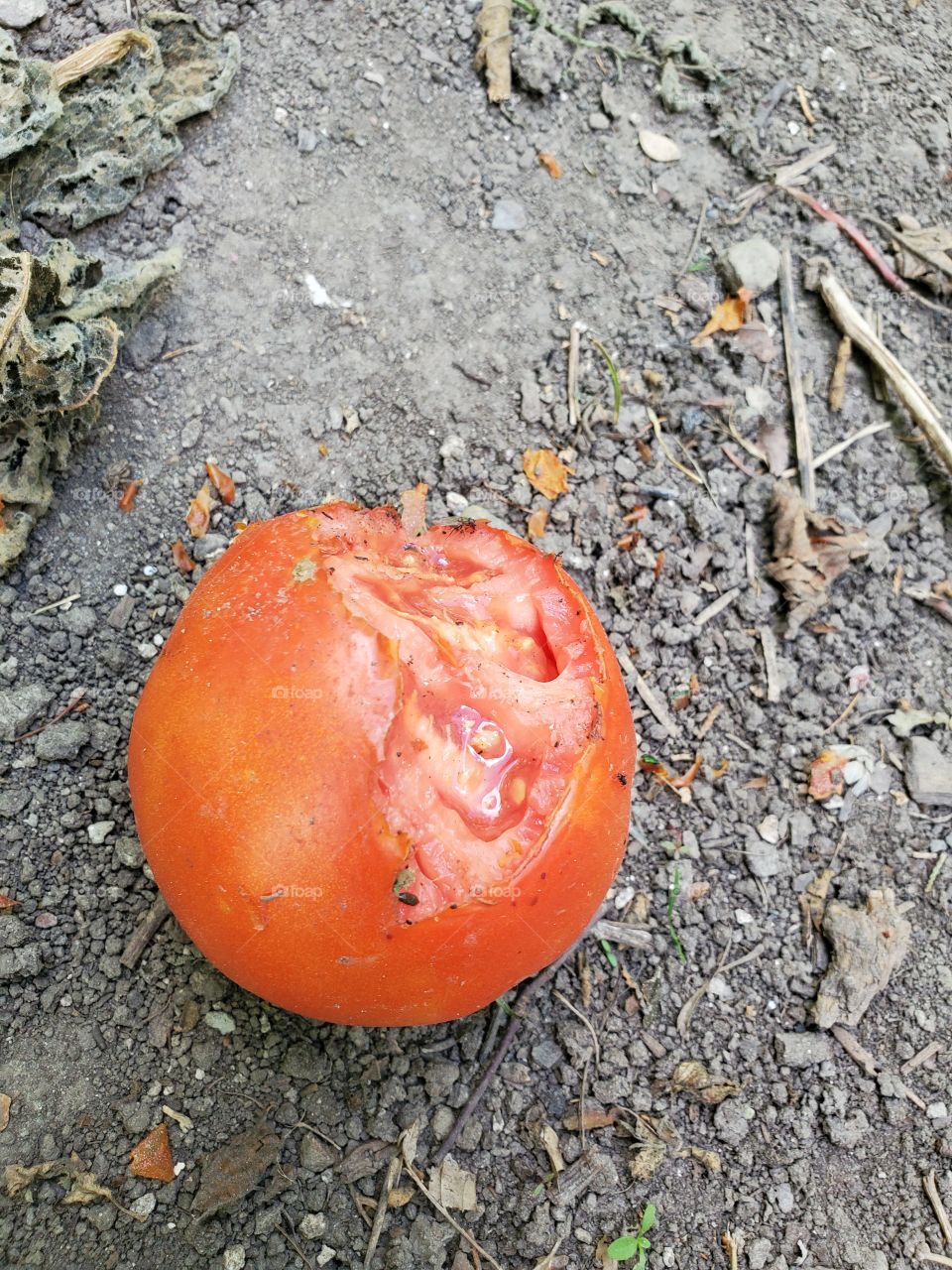 tomato