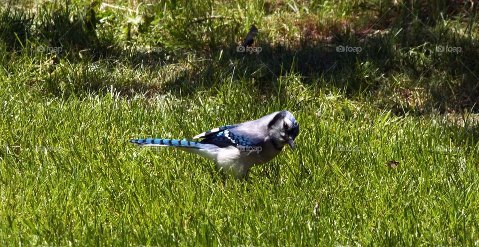 This was an amazing moment captured in a bright sunny day really capturing the colour and the emotion in this blue jay
