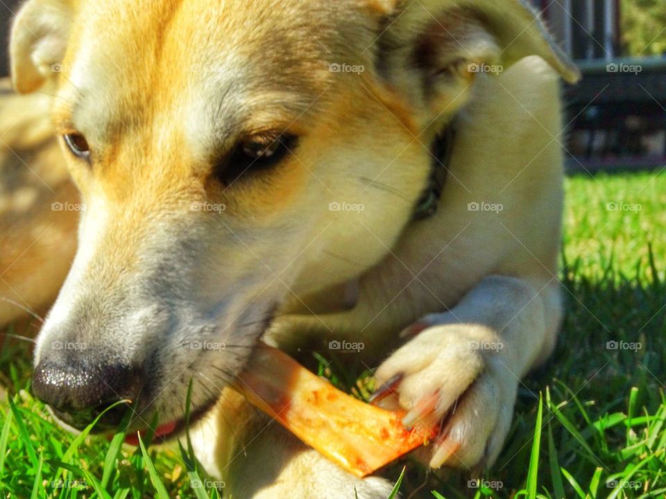 Dog With A Bone