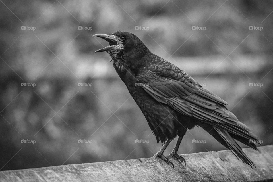 Bird, Wildlife, Crow, Animal, Blackbird