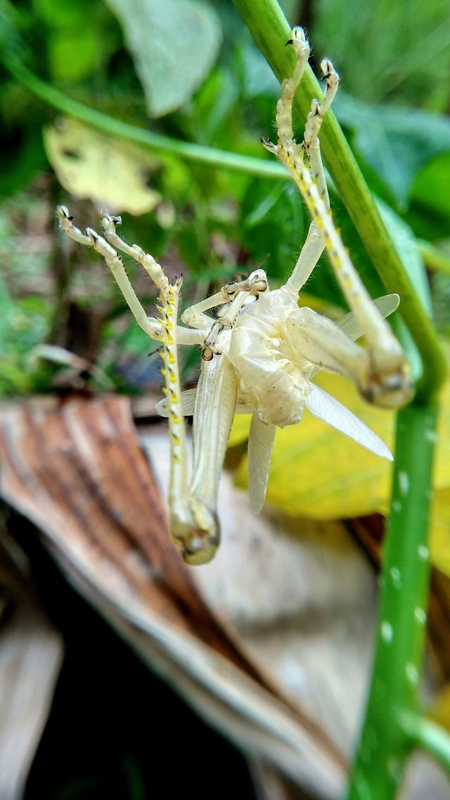 grasshopper skin