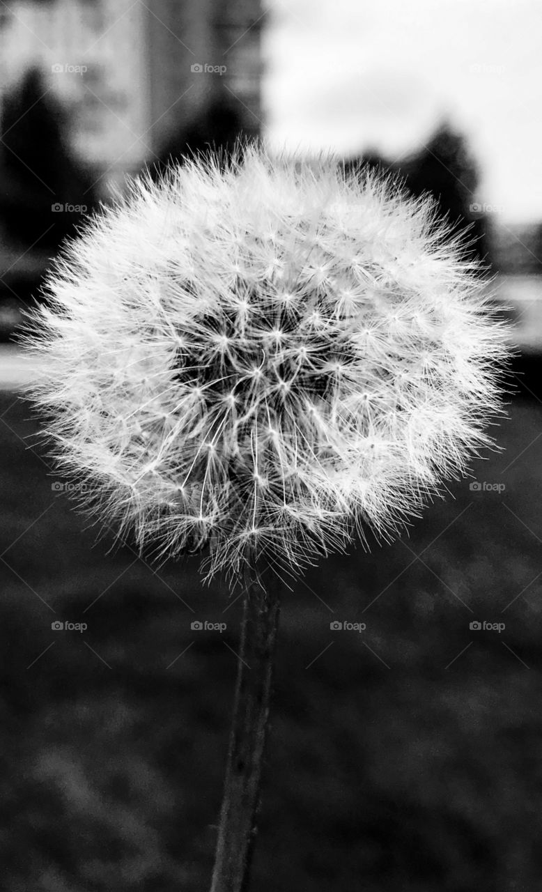 Dandelion 