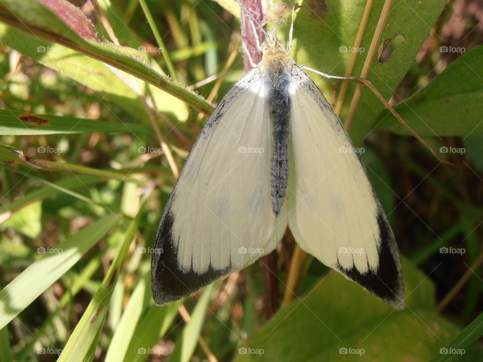 White Butterfly