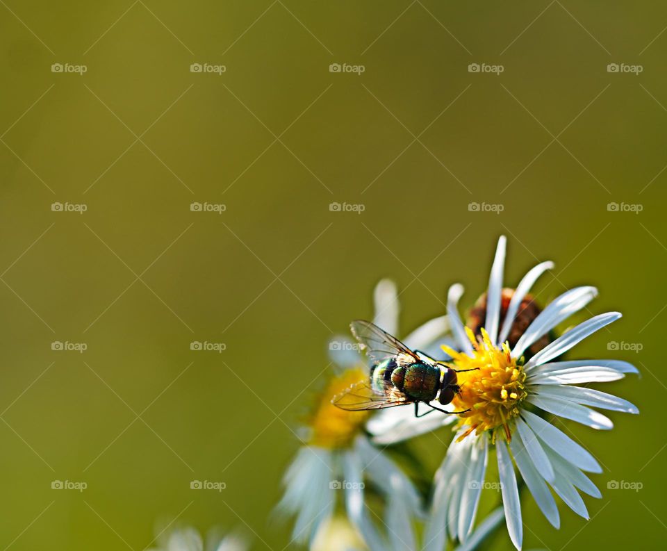 Spring mood. Bee on the flower 