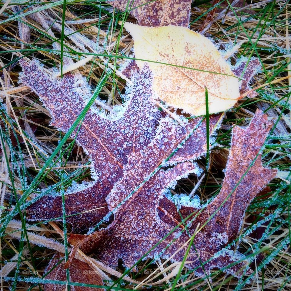 Leaves with Frost on New Years Day