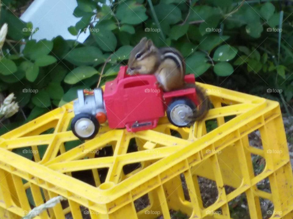 squirrel in a car too