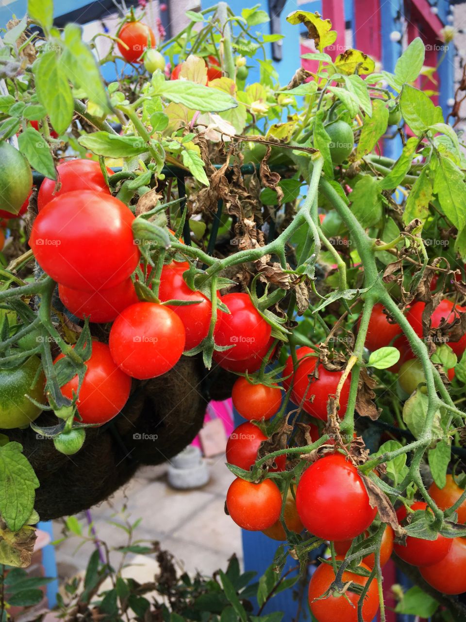 Grow your own tomatoes 