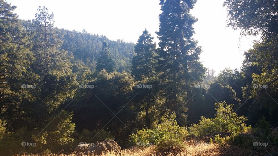 Green 
pretty 
wow 
nature 
trees 
plantNJs 
grass 
mountains 
forest 
land 
large trees