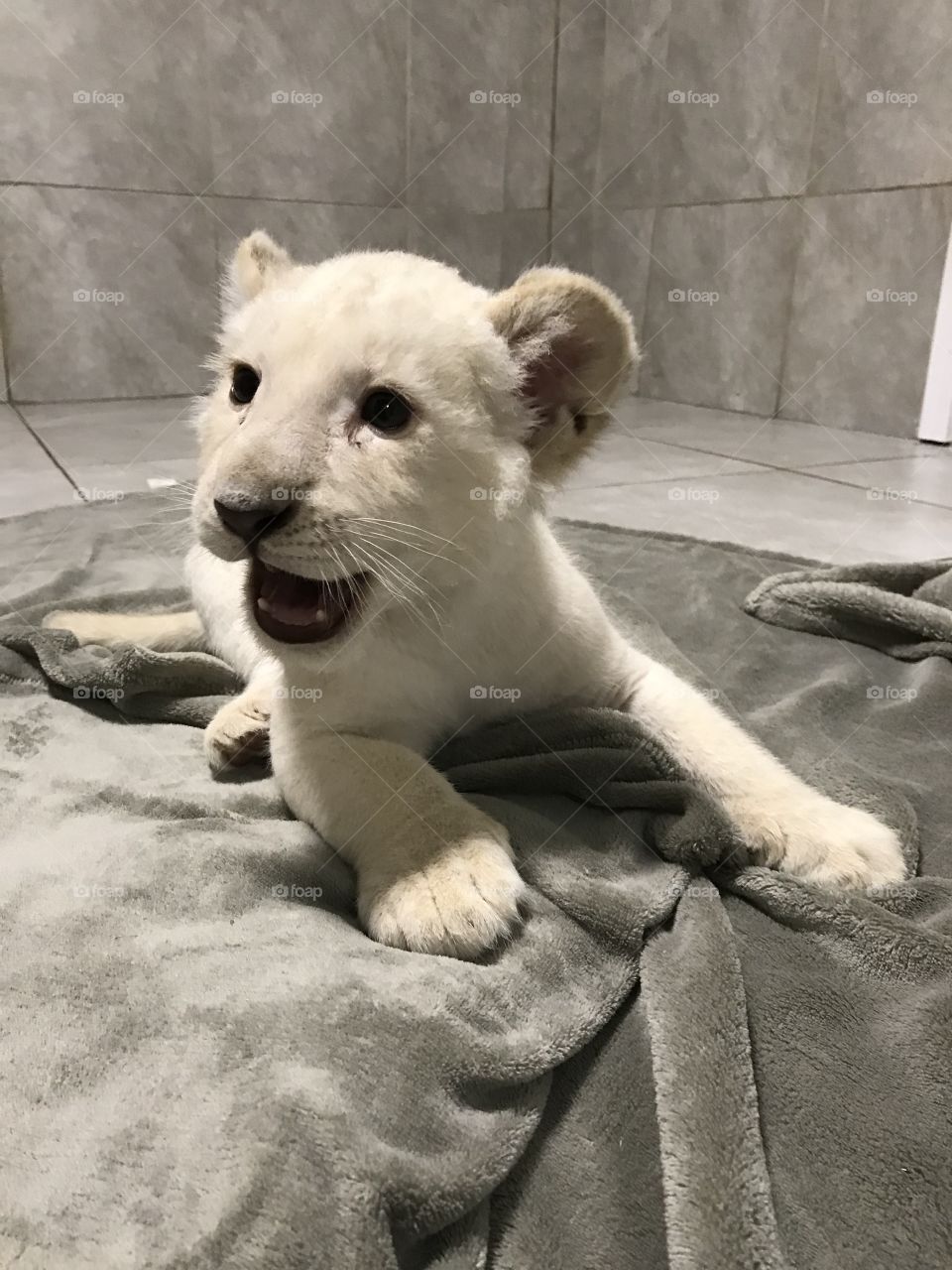 Baby Lion 