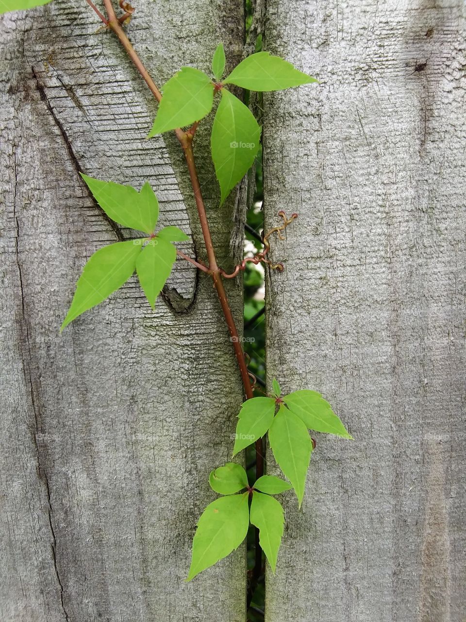vine growing on a fence