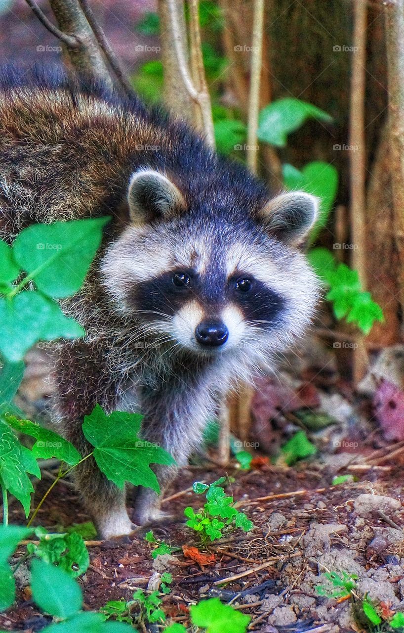 Raccoon looking at camera in forest