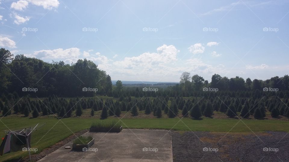 Tree Farm