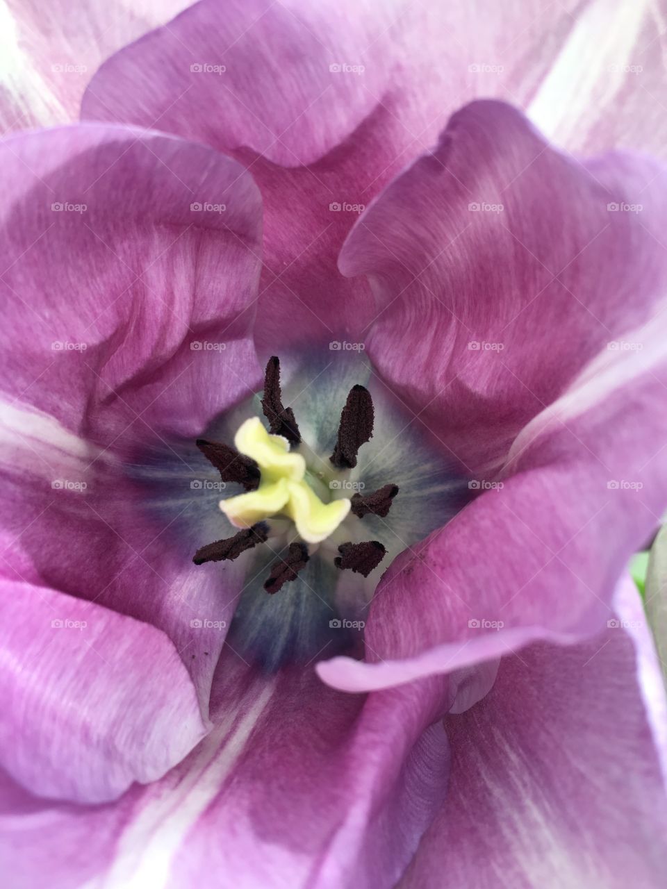 Close up Stalks and pistils